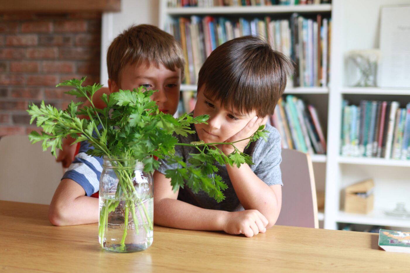 How to Teach Nature Study